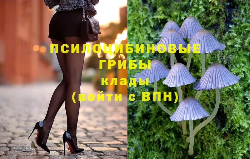 наркотики  Дно  Галлюциногенные грибы Psilocybe 